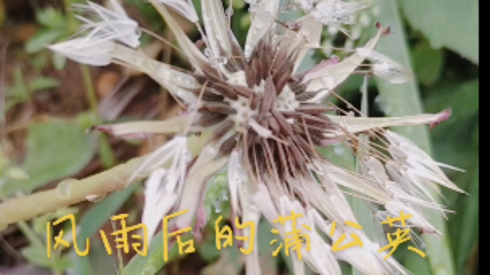 [图]风雨后的大别山蒲公英