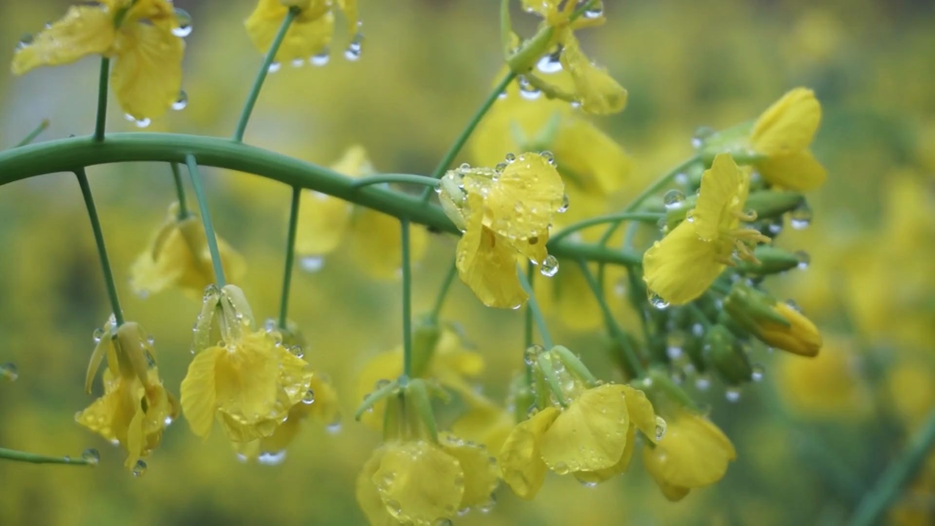 [图]自然-雨后天晴