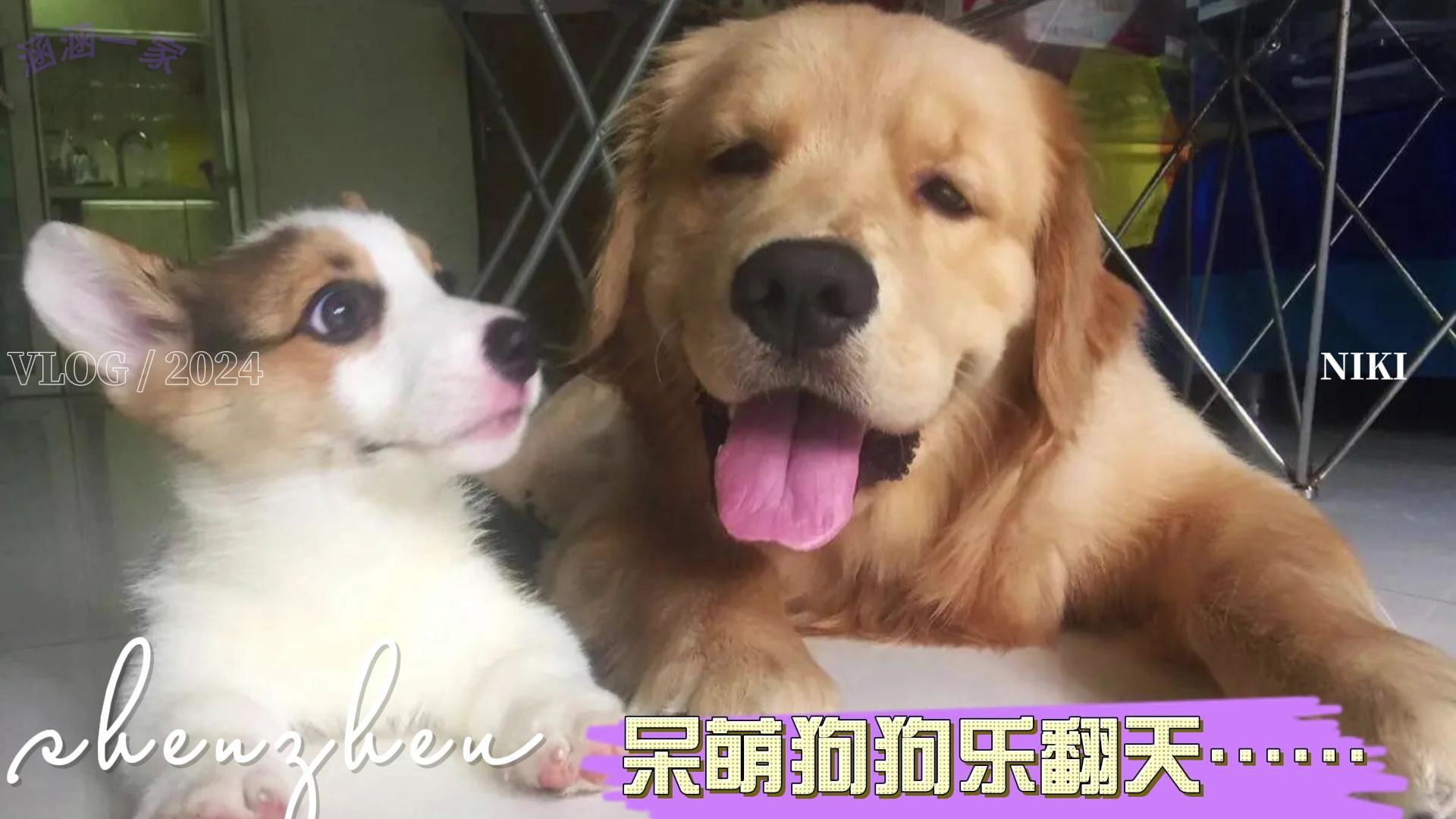 呆萌狗狗乐翻天#搞笑萌宠