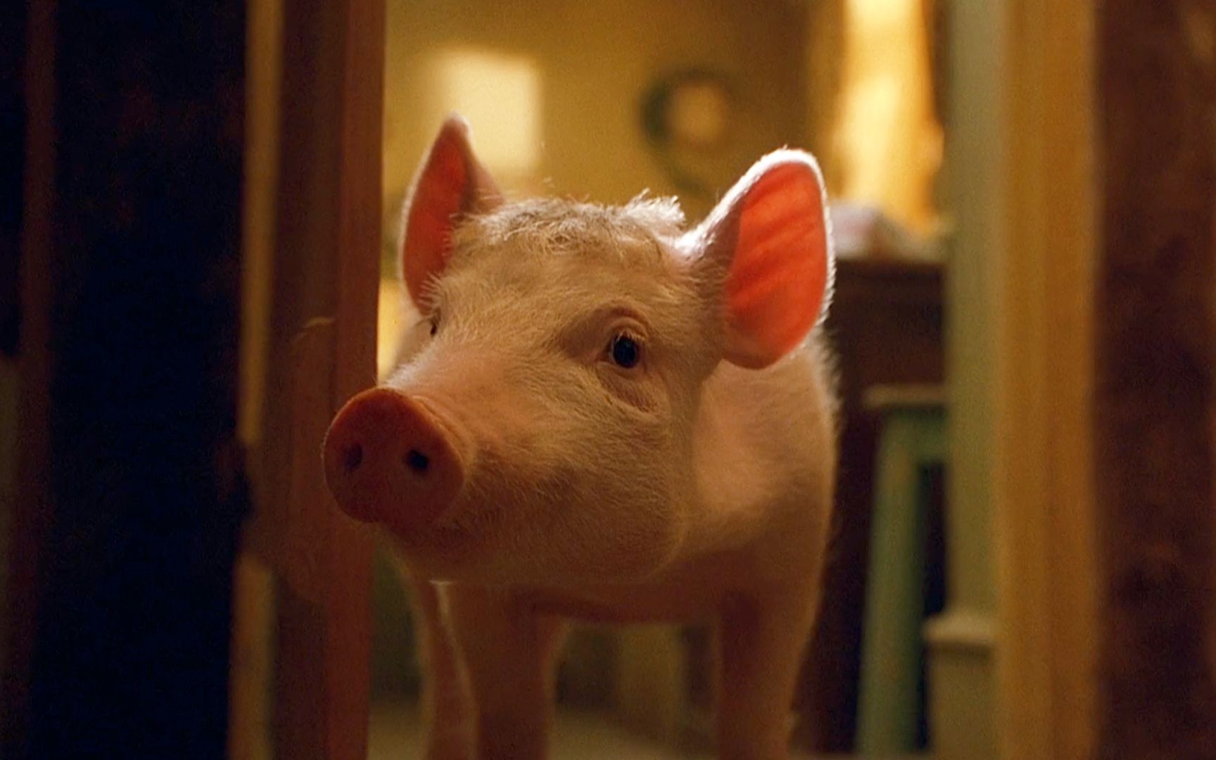 神奇小猪为了生存,抢了牧羊犬的活,成了一只牧羊猪,电影