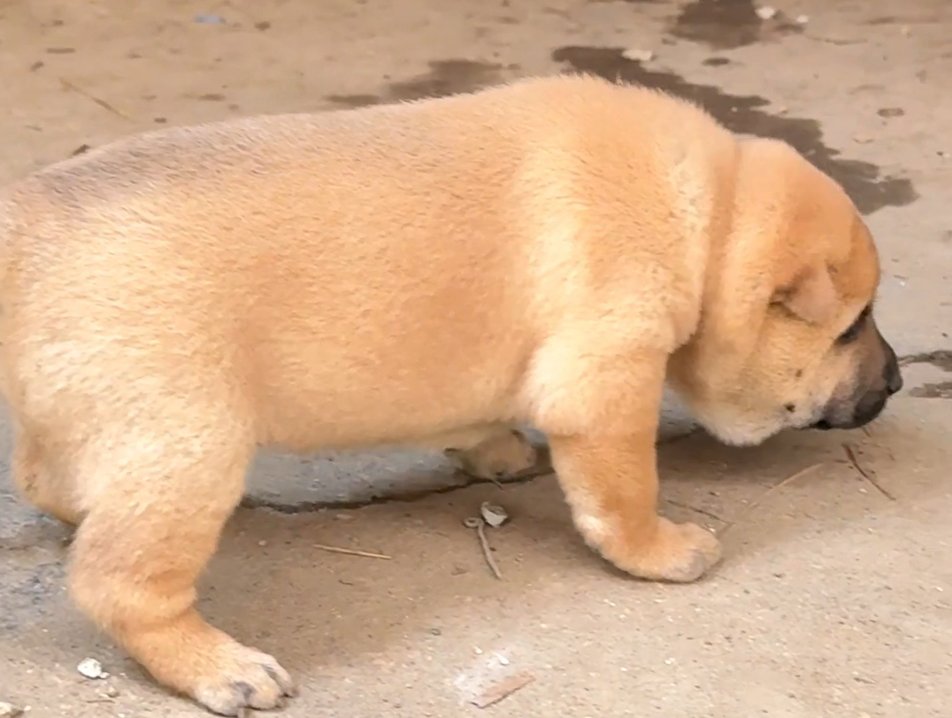 一窝葫芦头猫耳田园犬小奶狗