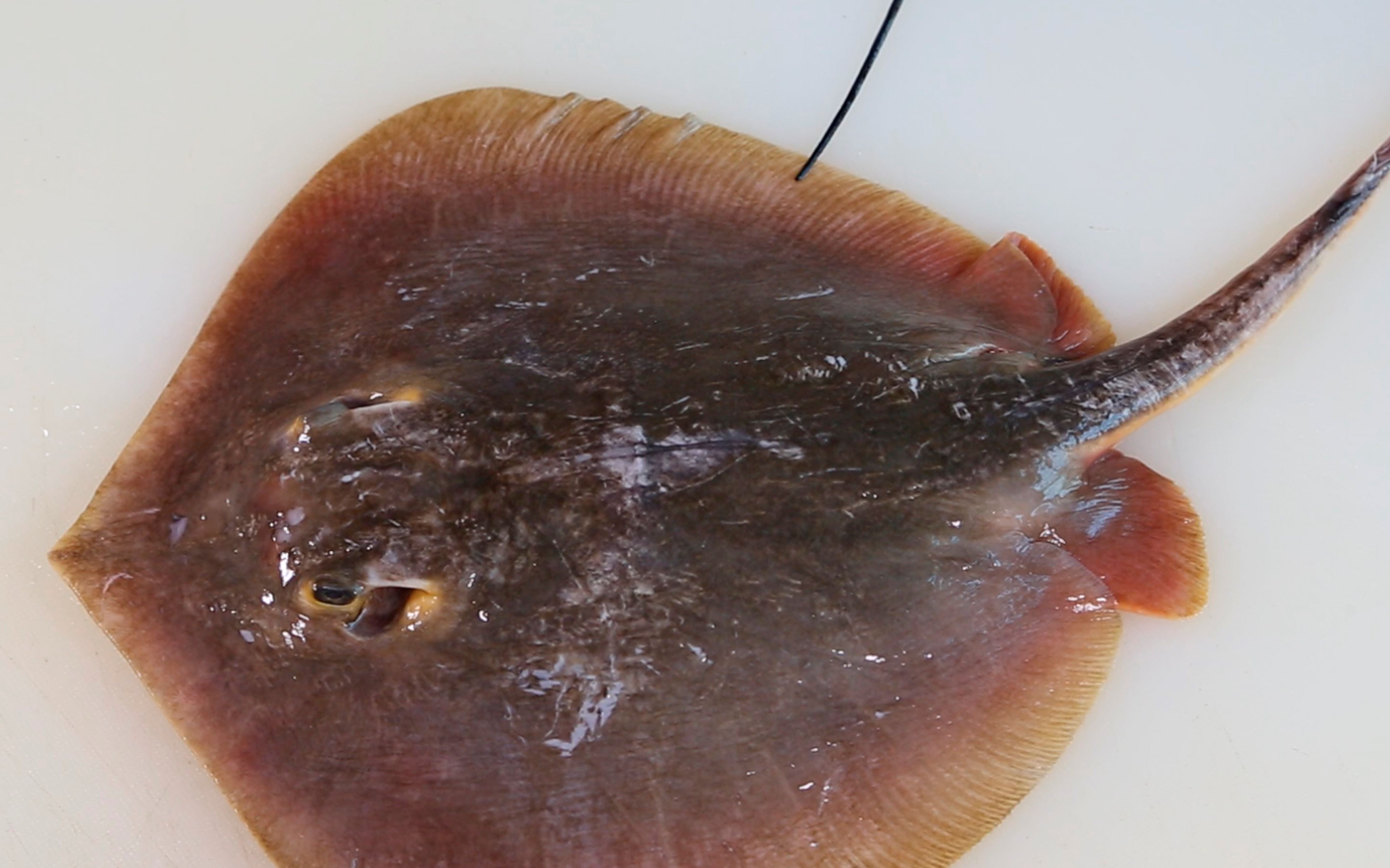 【雪菜黄貂鱼】连刺都可以吃的鱼做法简单又原味,大家都爱吃