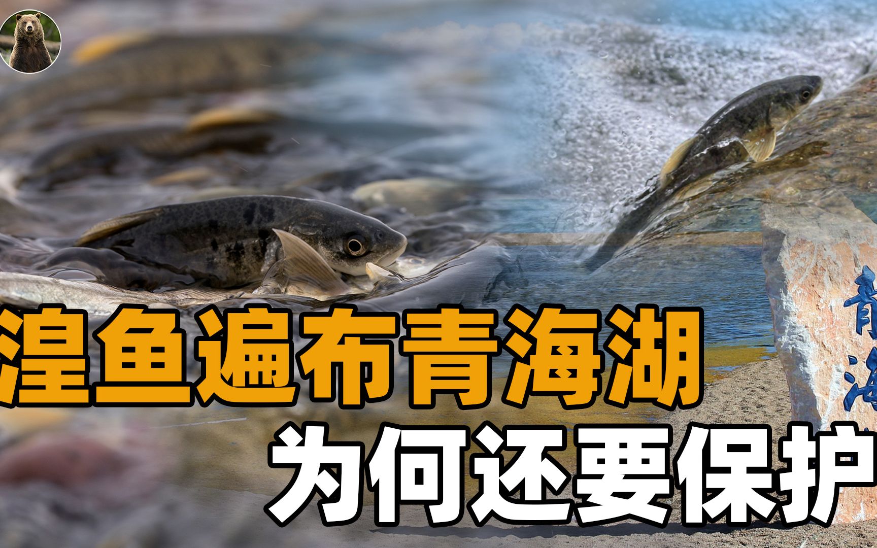 青海保护了20年湟鱼,现在整个湖都是,怎么湟鱼还是牢底坐穿鱼?哔哩哔哩bilibili