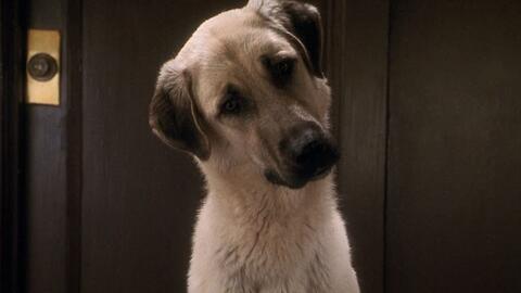 Good Boy 哔哩哔哩 Bilibili