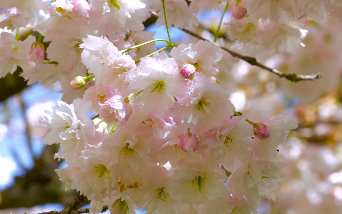 2k画质唯美浪漫白色樱花盛开鲜花花朵绽放春天生机勃勃鸟语花香大自然