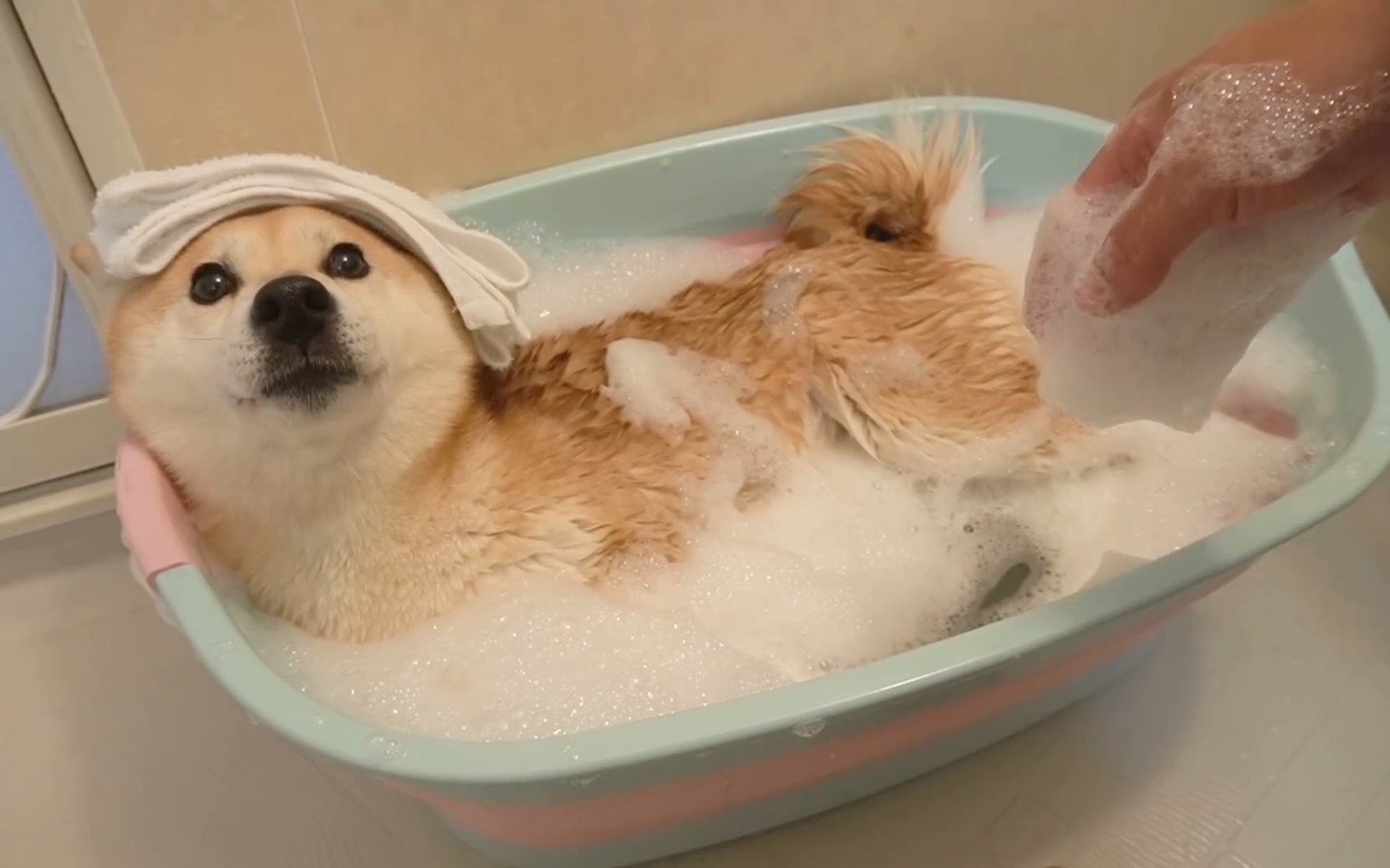 【中字】柴犬小春の泡泡浴 koharu泡風呂でgwの汚れもスッキリ!