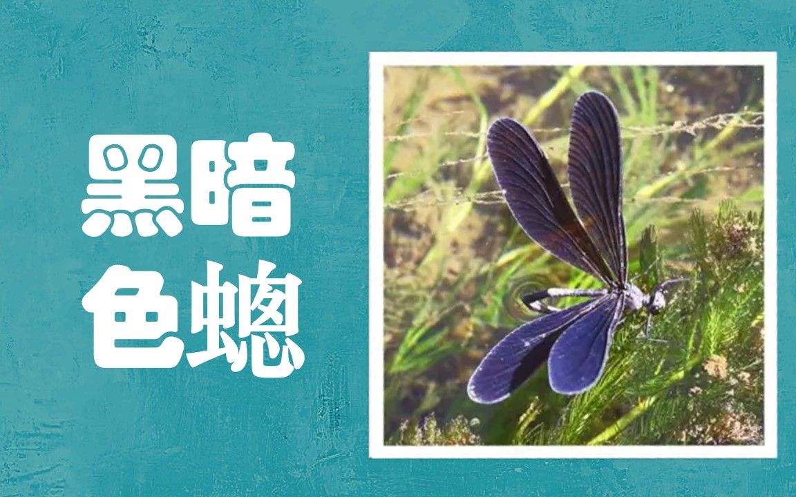 127【黑暗色蟌ⷩ›Œ雄】我悄悄趴在河边,看到了集群产卵和雄性守卫!【北京蜻蜓目】哔哩哔哩bilibili