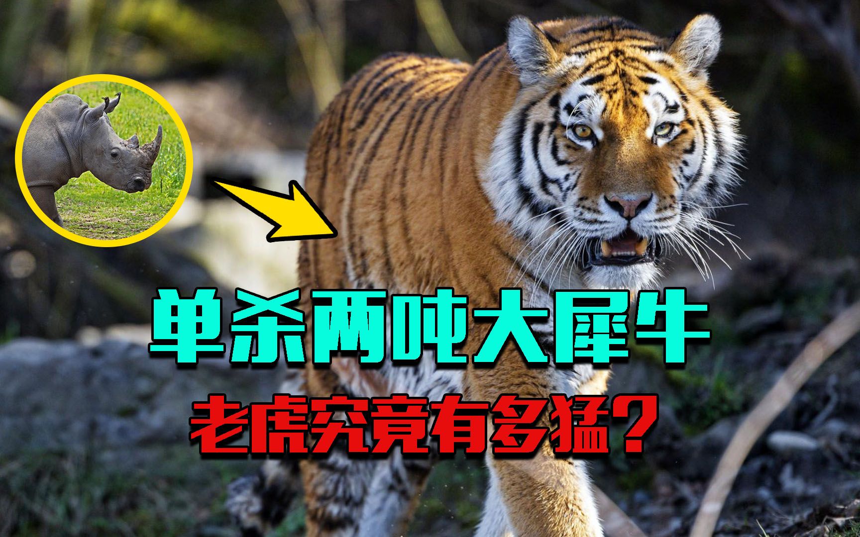 无人敢惹的大犀牛,竟被丛林虎王单杀,老虎狠起来有多猛?
