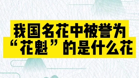 我国名花中被誉为花魁的是什么花? #练字 #新知创作人 #楷书哔哩哔哩bilibili