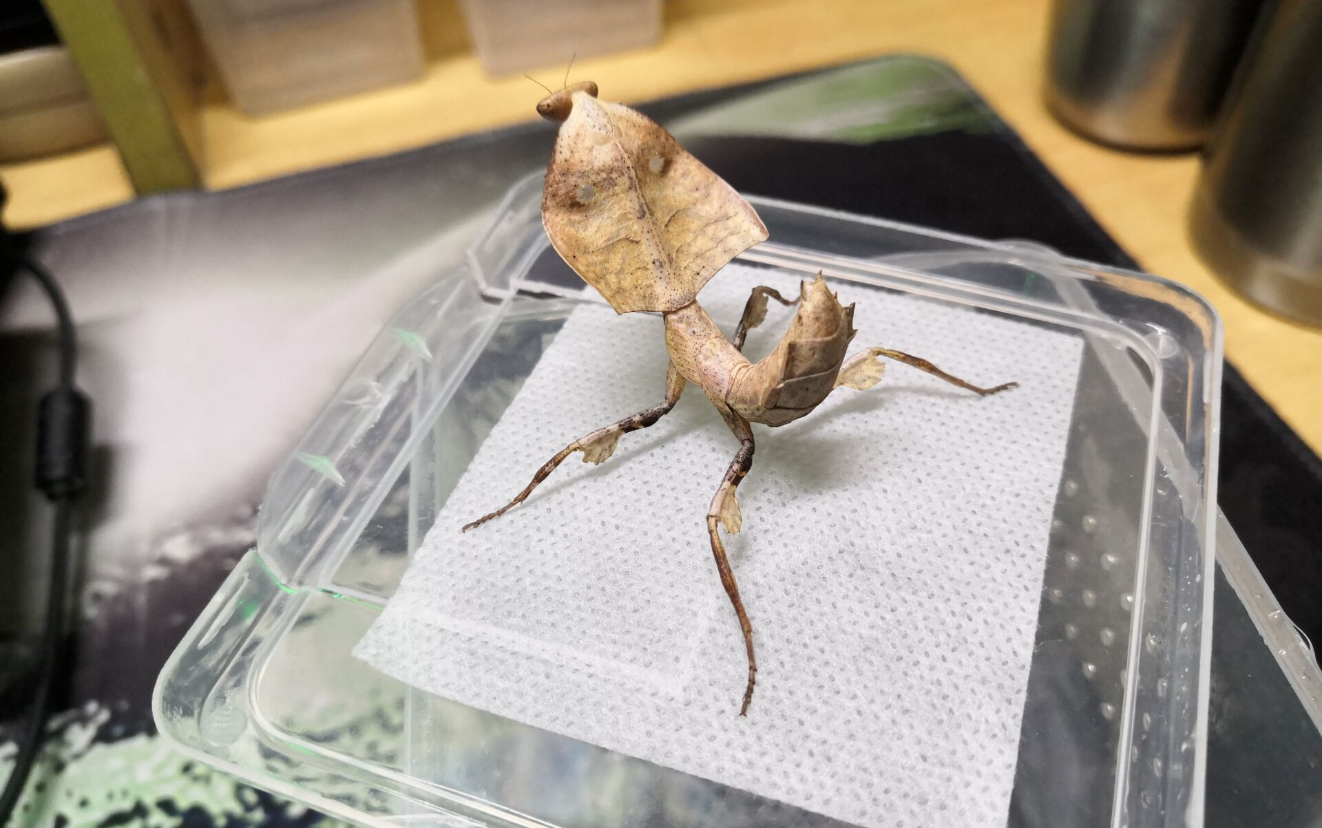 一对眼镜蛇枯叶螳螂的开箱