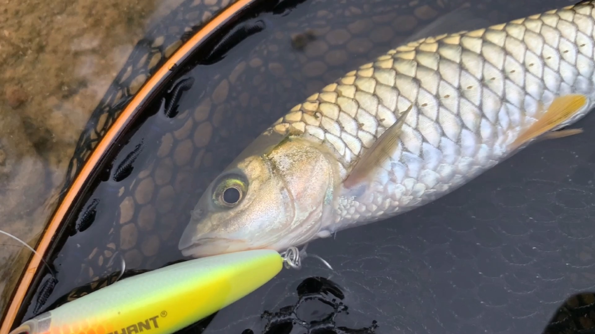 水面系军鱼舒服了#路亚##军鱼##溪流