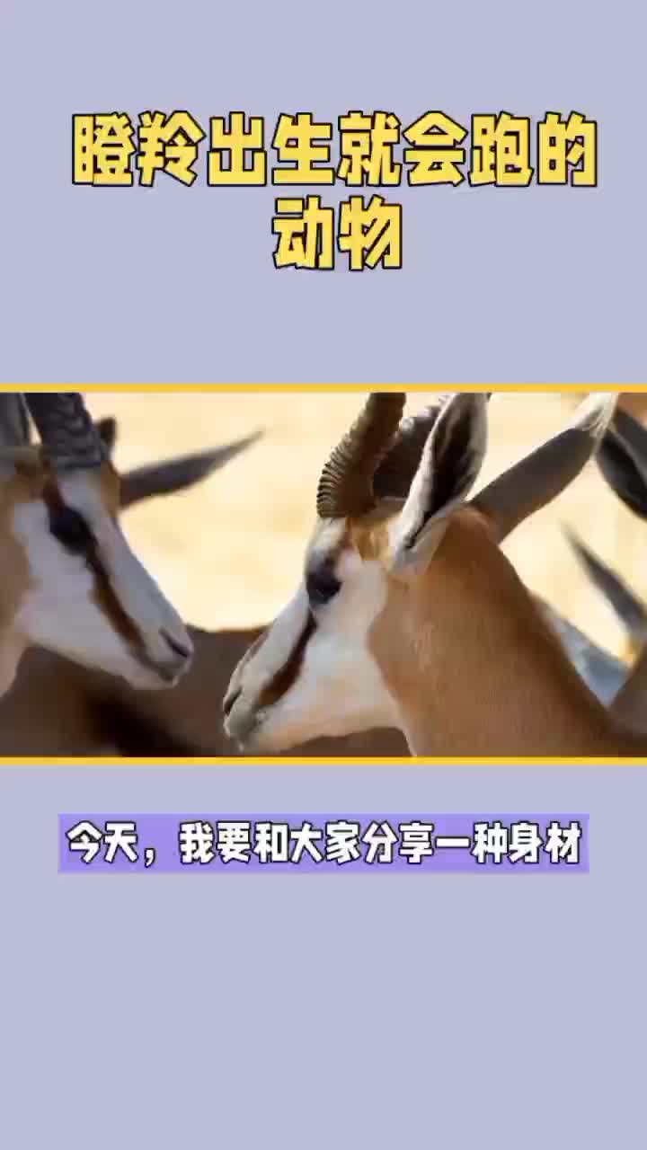 瞪羚出生就会跑的动物哔哩哔哩bilibili