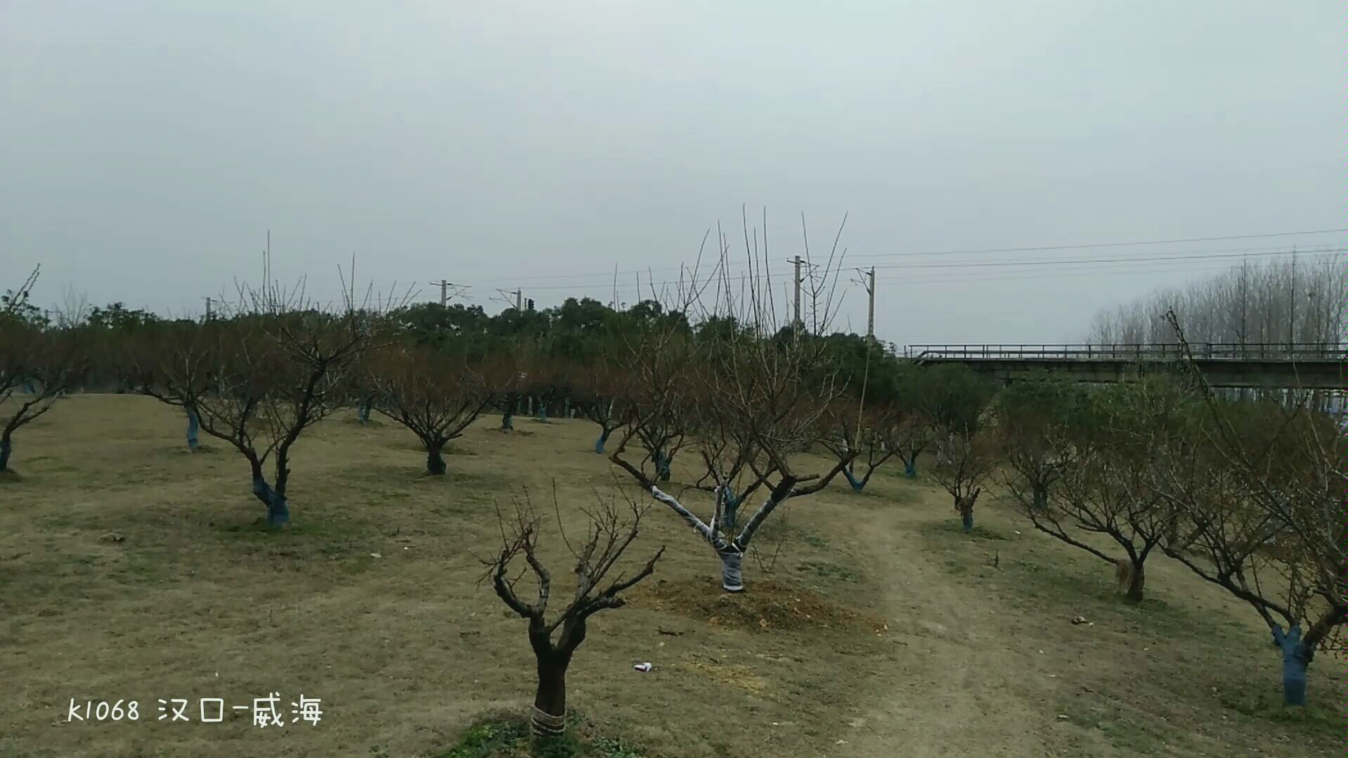 [图]【京九线】阜地河公园随拍烧酒西红柿