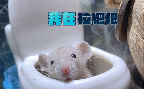 思思家的小奶鼠的个人空间 哔哩哔哩移动版