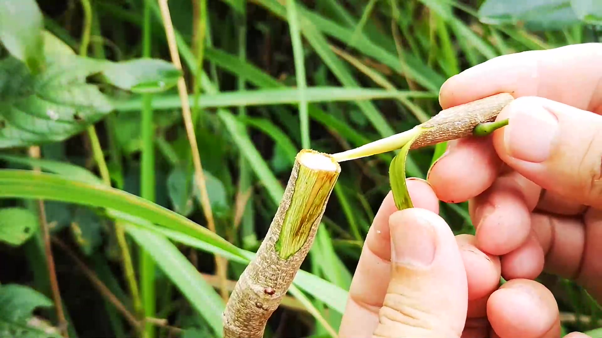 一种略微复杂的嫁接方法插皮舌接大家可以参考一下