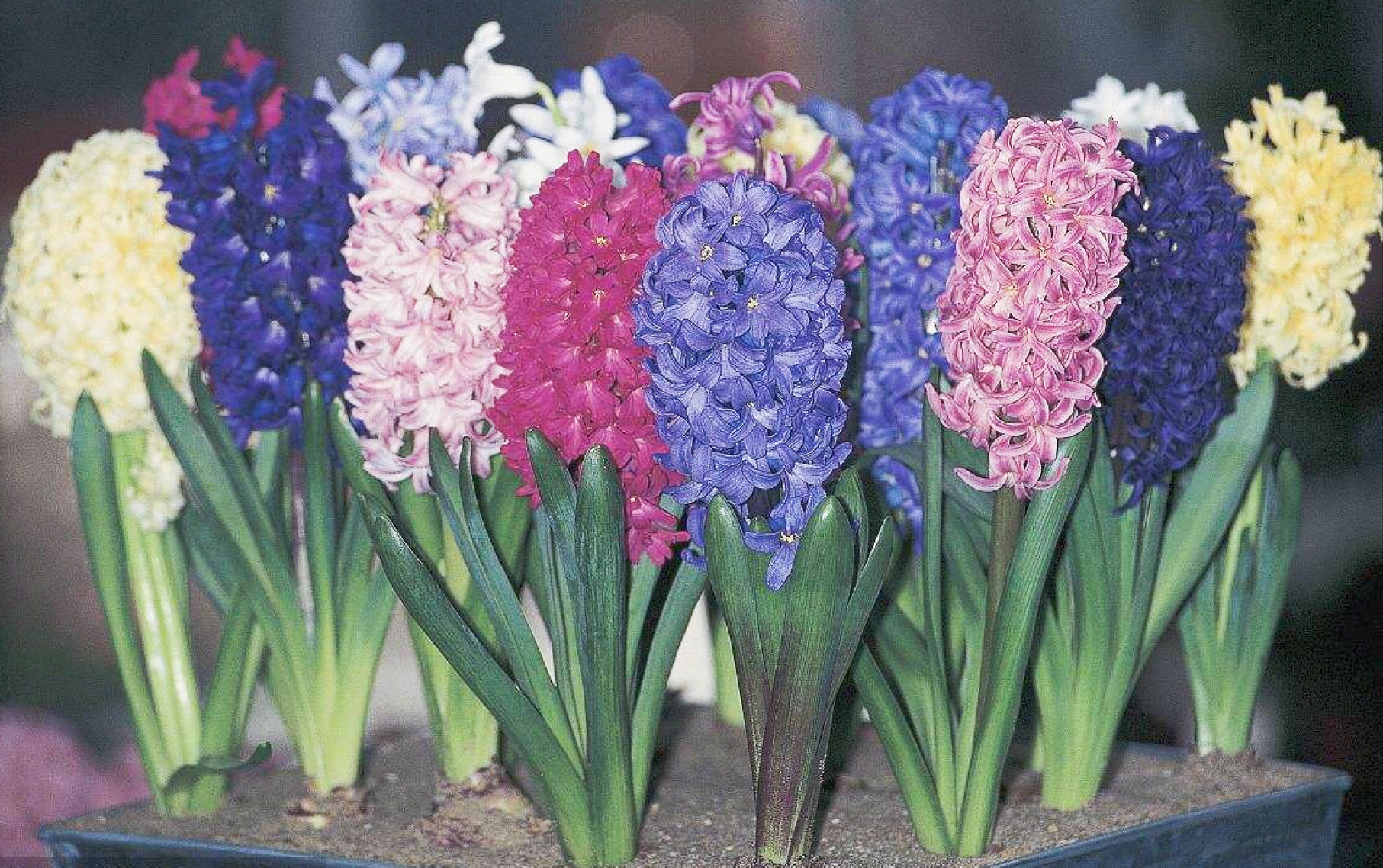 【魔法阳台#2】土培风信子～开花更美,种球可以反复种