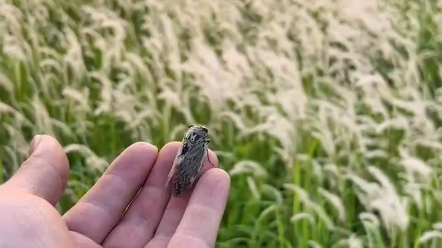 [图]知了叫了，转眼，过了三年，不知，他日还能否再见，但愿，见时还记得从前