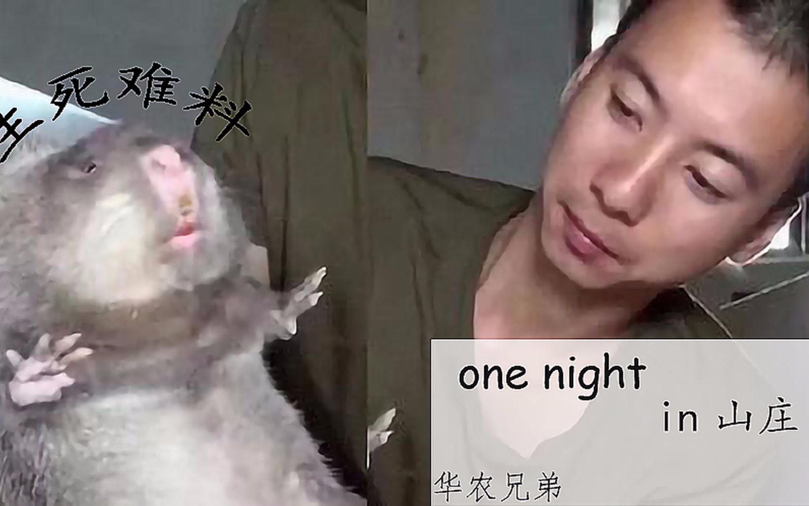 [图]【华农兄弟】one night in 毙鼠山庄