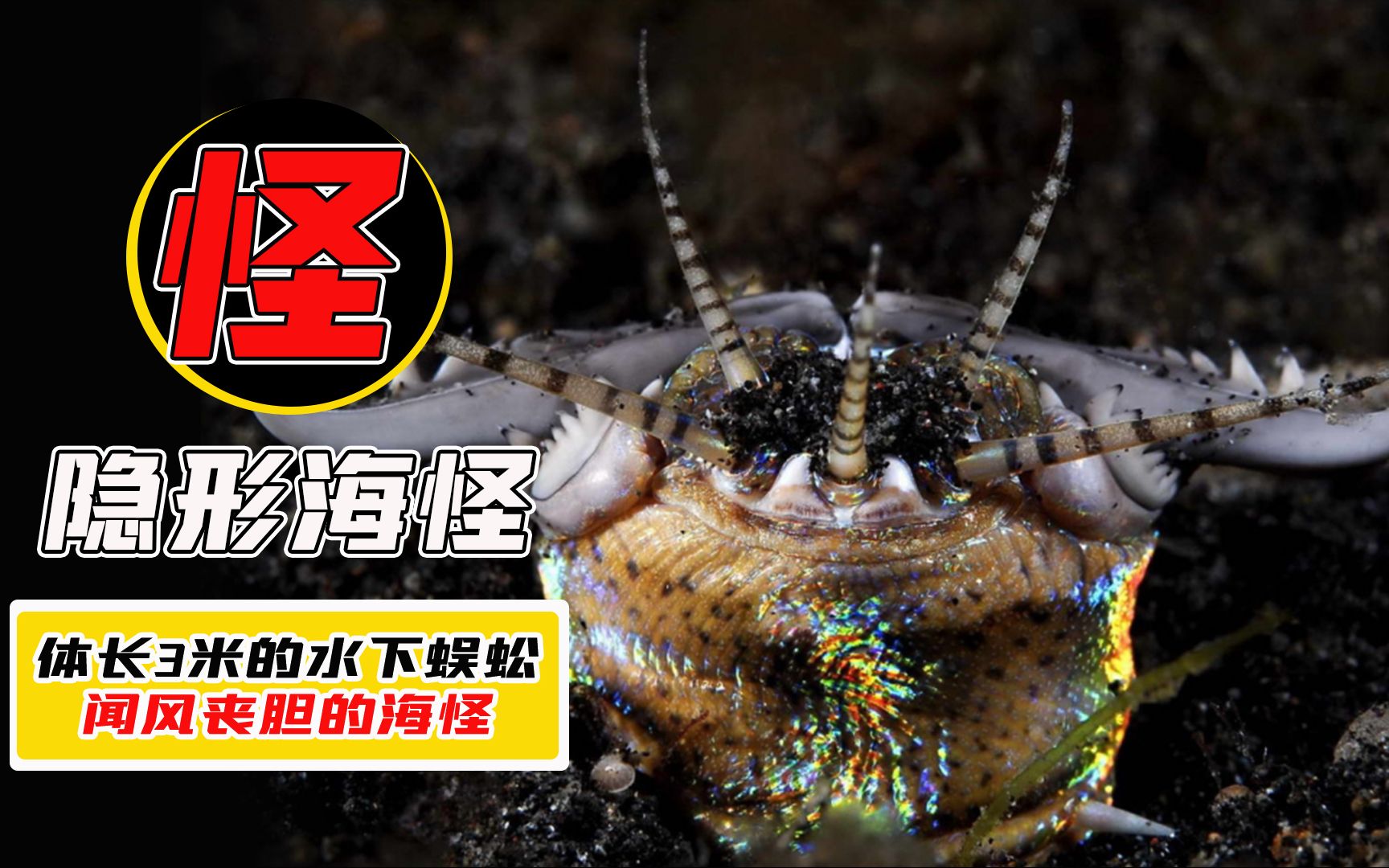 "海洋变态杀手"博比特虫!