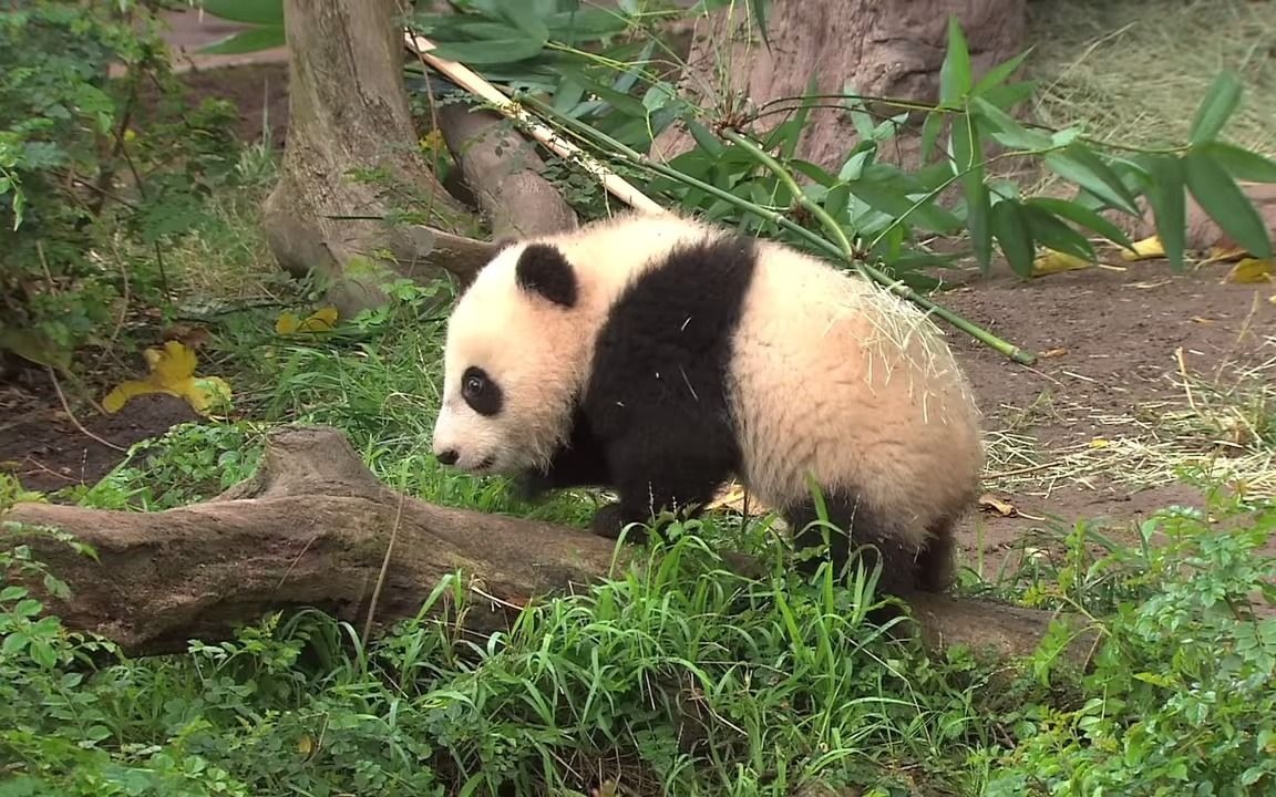 【panda】小熊貓在公眾亮相期間吃零食並擁抱媽媽