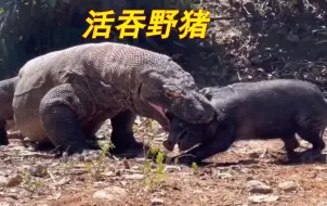 下载视频: 野猪要活吞才过瘾