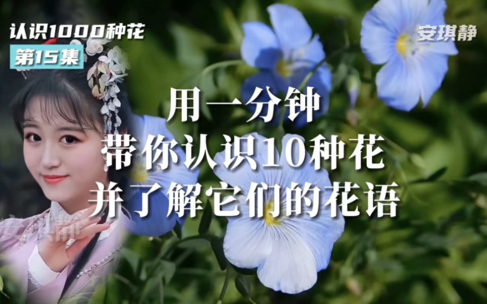 认识1000种花第15集|带你认识10种花,并了解它们的花语.亚麻花、猬实花、蛇床花、金铃花、翼蓟、斑叶竹节秋海棠、佛甲草、油菜花、白头翁花、黄花...