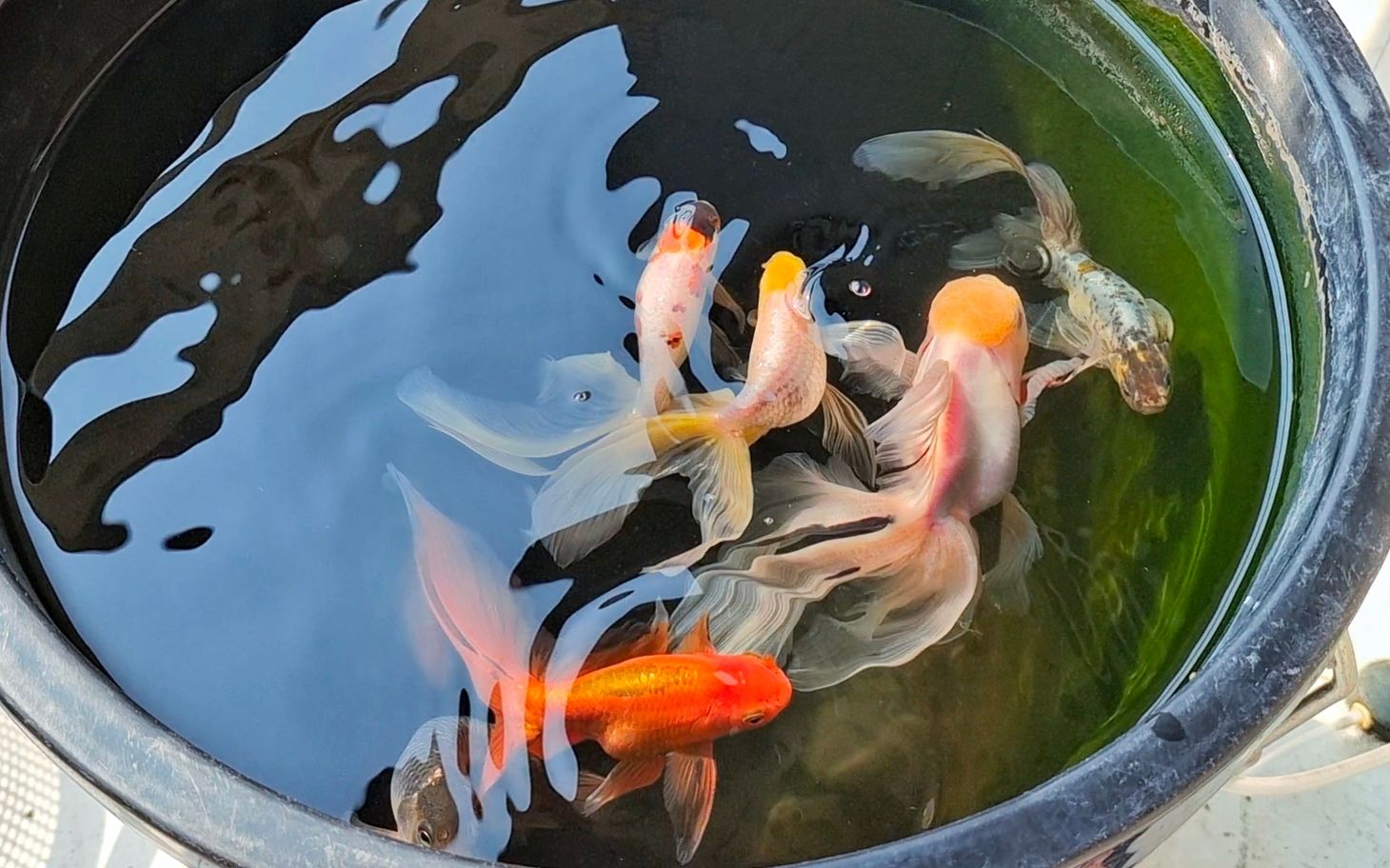 展示下最近新买的几只丹凤金鱼