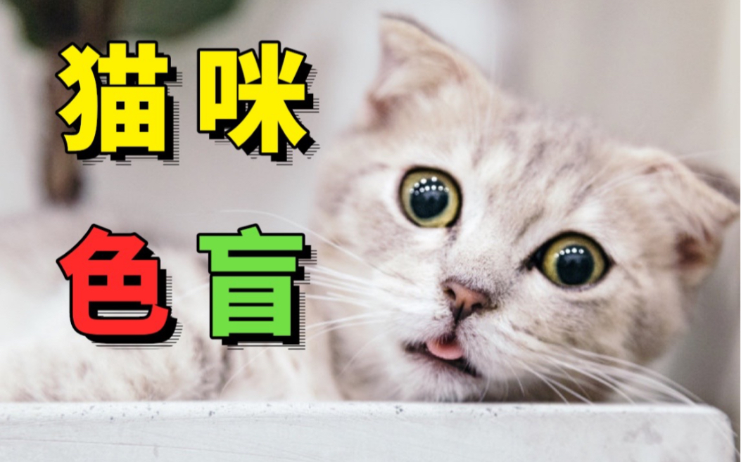 猫咪冷知识你知道多少?哔哩哔哩bilibili