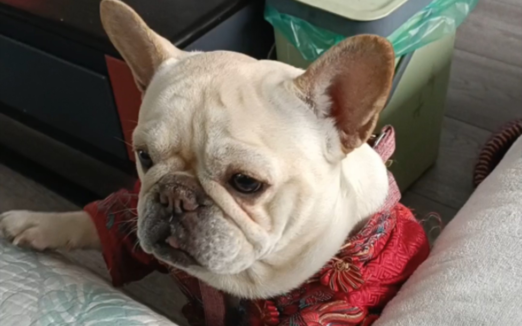 考古相册,依旧是跳沙发的憨狗,可能是最后一弹了吧