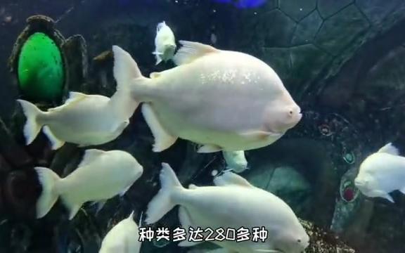 [图]藏在酒店里的水族馆-失落的空间