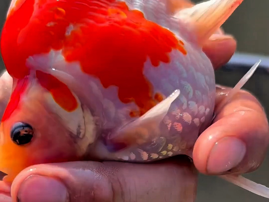 东方银透鳞玉鲭金鱼,锦鲤混养極上观赏鱼.