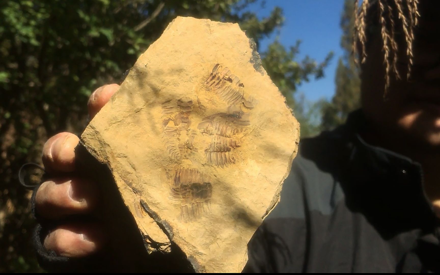 云南路边挖到三叶虫化石不起眼的小山坡居然这么多宝贝收获一大堆