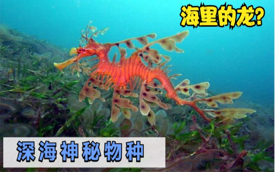 深海探秘之海洋中的大熊猫——叶海龙哔哩哔哩bilibili