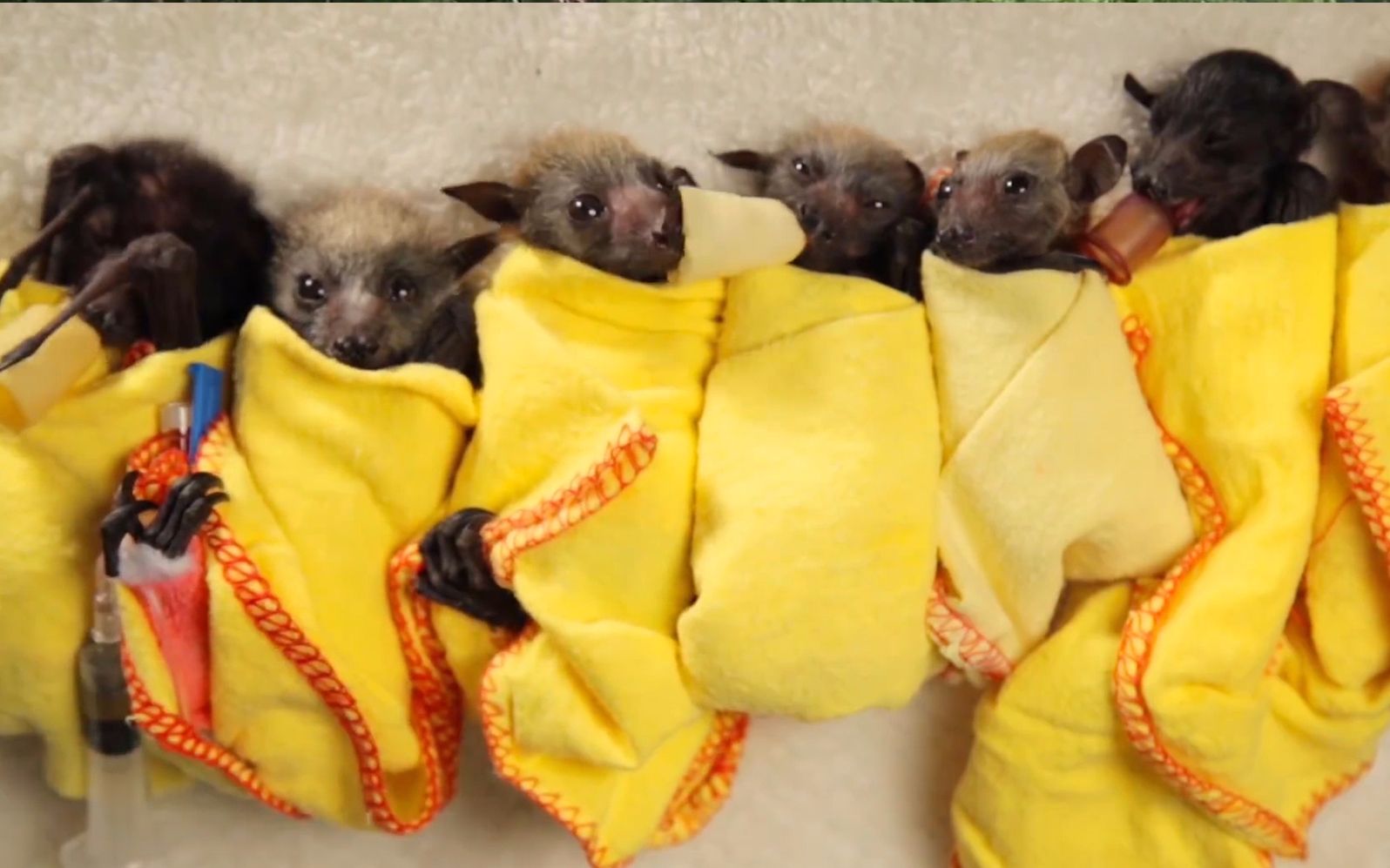 手养小蝙蝠宝宝,竟然有点可爱!