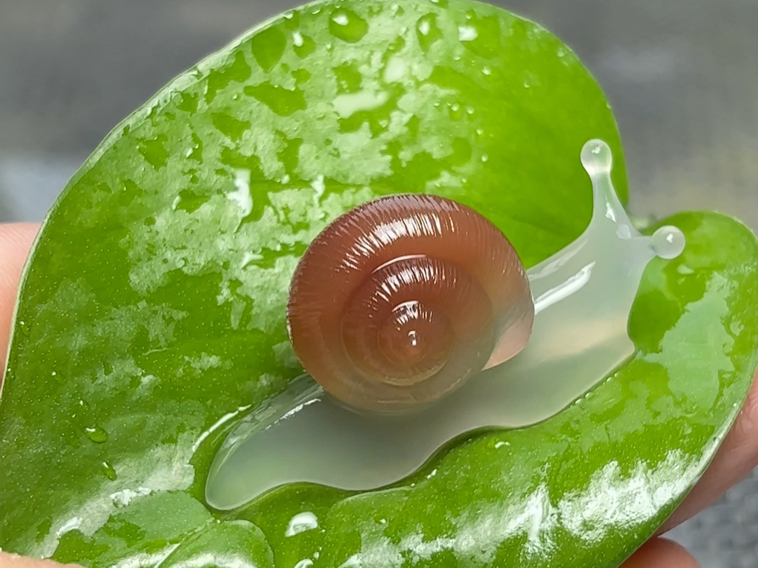 红壳玛瑙蜗牛,用一句话来形容你看到它的第一反应!