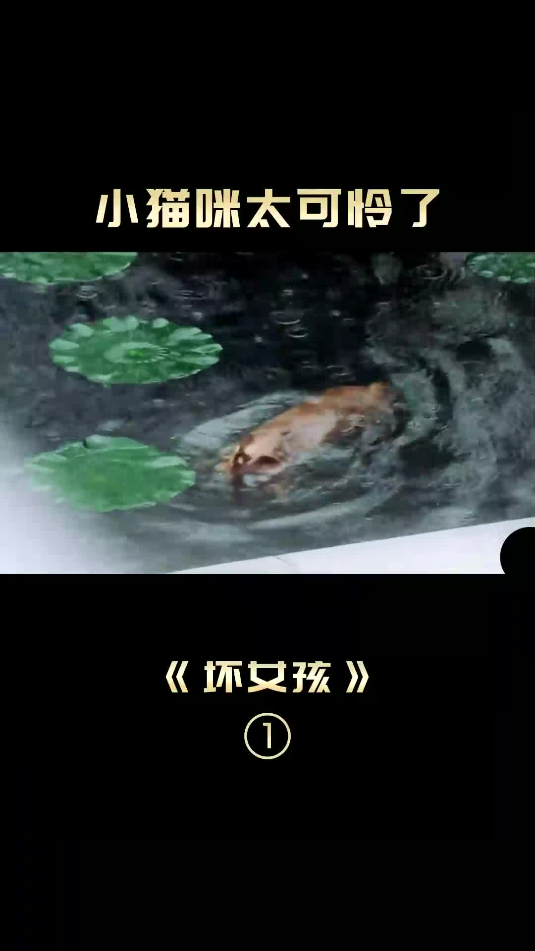 b影视解说 我要上热门 推荐电影 着猫咪太可怜了哔哩哔哩bilibili