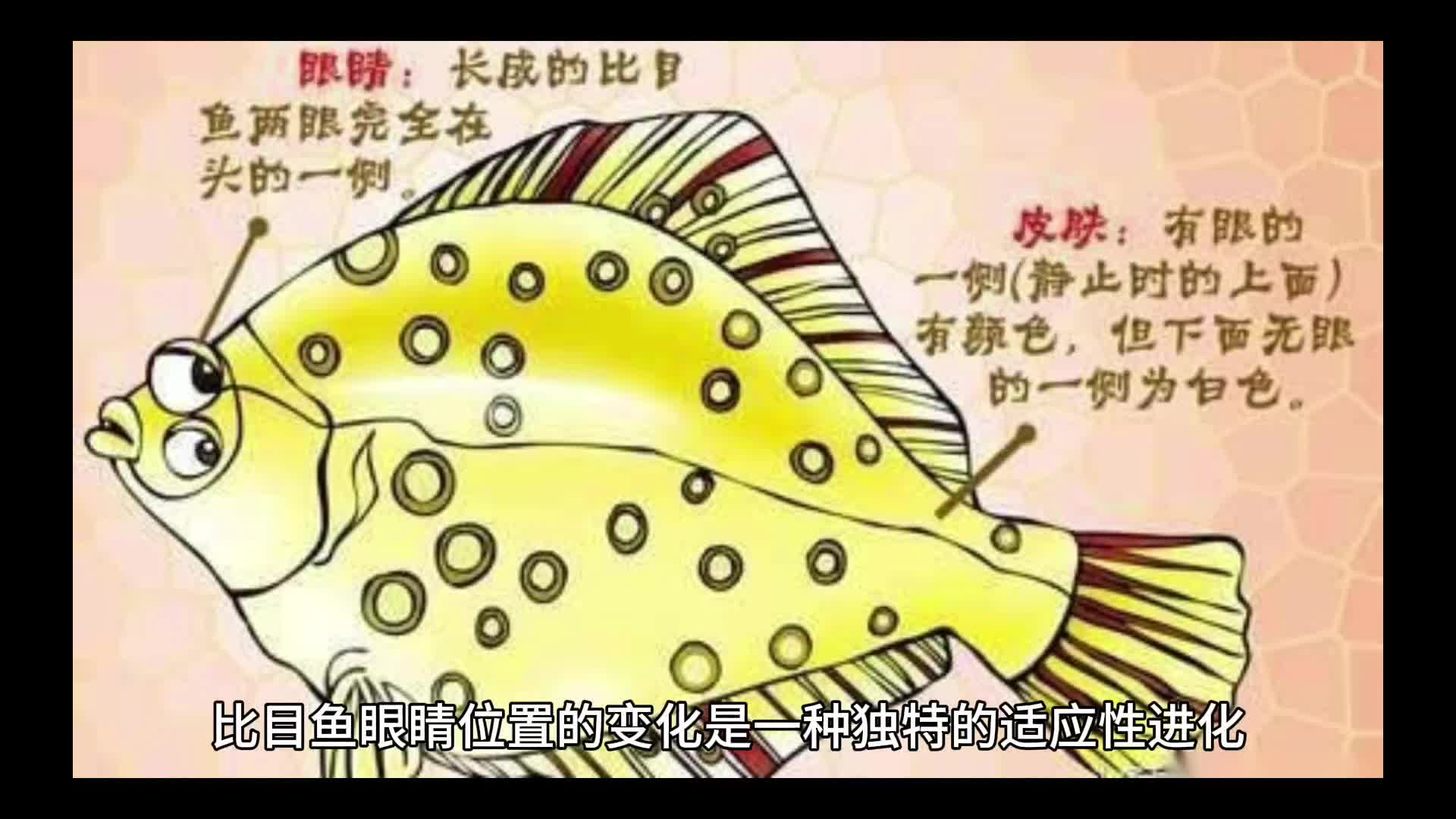 比目鱼眼睛变化过程图片