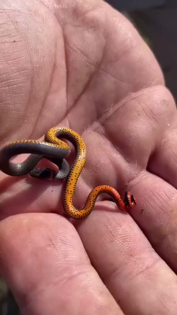 环颈蛇:体长为25cm