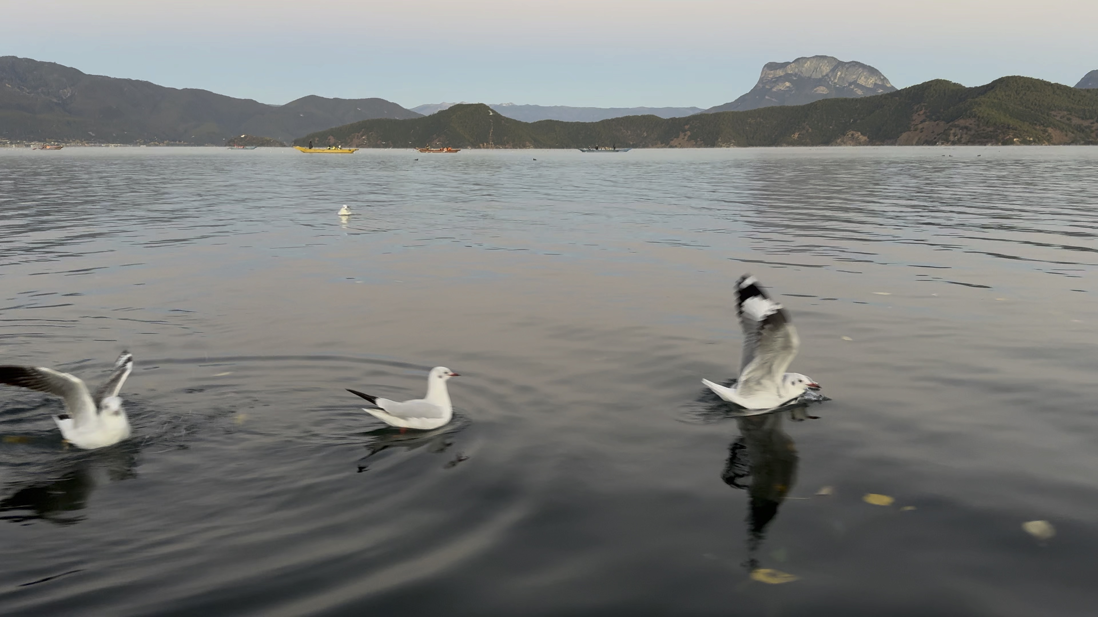 泸沽湖的海鸥很早就起床了