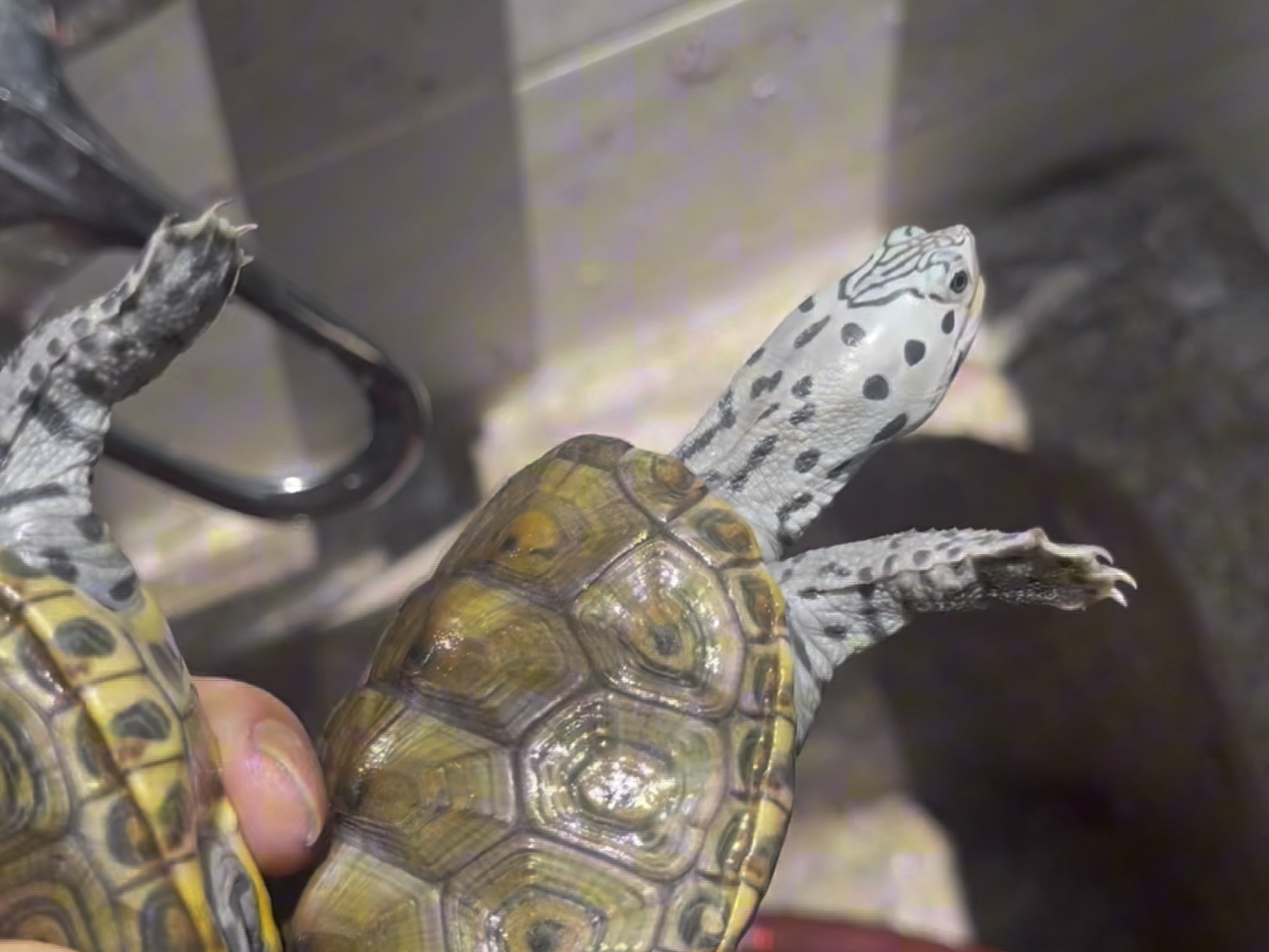 互动之王钻纹龟,皇冠钻纹龟,豹子钻纹龟,大花钻纹龟#钻纹龟 #爬宠