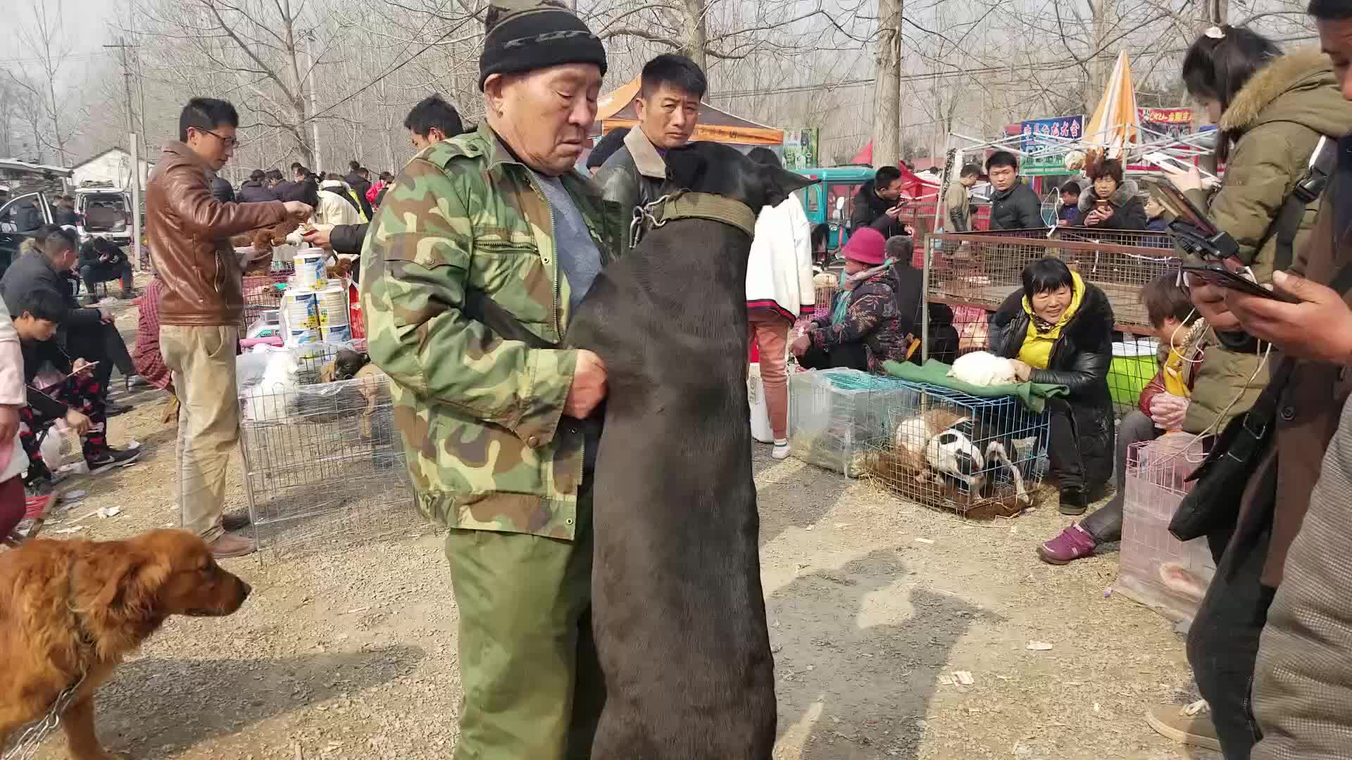 沛县狗市啥狗都有啊,母黑狼9500一条,纯种恶霸12000一只哔哩哔哩bilibili