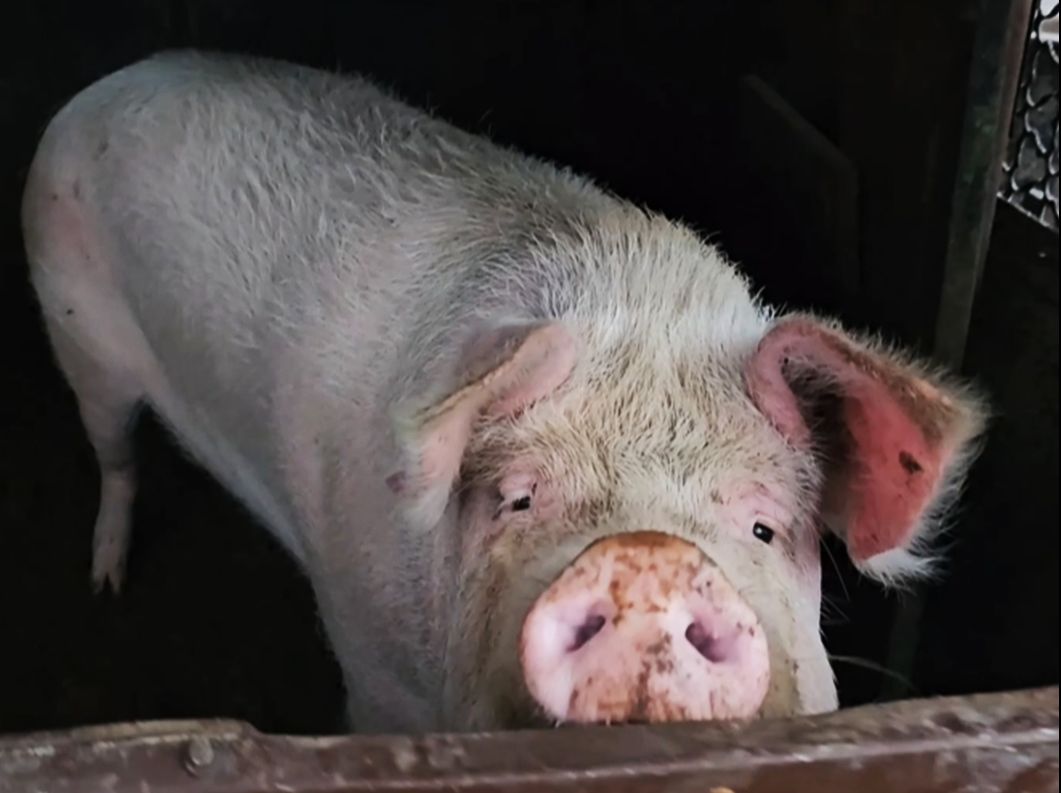 【苏联老兵】俄 式 杀 猪 文 化