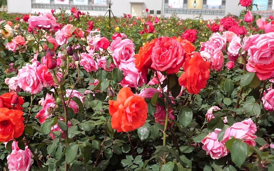 济南增选玫瑰为市花泉城进入荷谐玫好时代