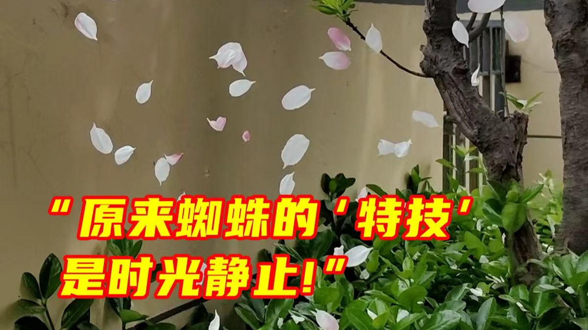 网友分享有趣一幕：海棠树下，蜘蛛网住了一片春色。网友：原来蜘蛛的“特技”是时光静止！