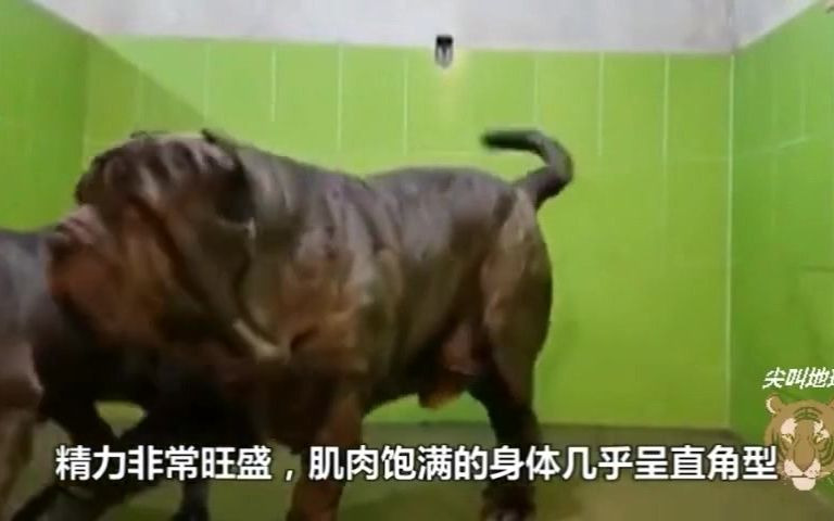 人称“杀人犬”,又称意大利“食尸犬“,黑手党爱宠,危险程度使多国禁养.纽波利顿犬哔哩哔哩bilibili