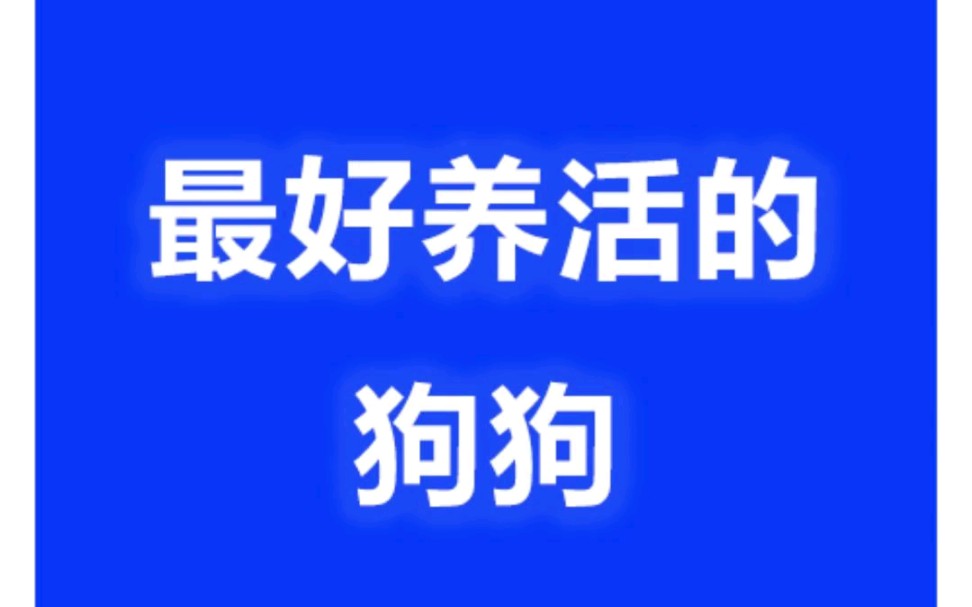 最好养活的狗狗有哪些品种?哔哩哔哩bilibili