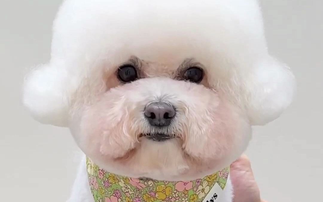 艾彼得宠物美容-比熊造型分享