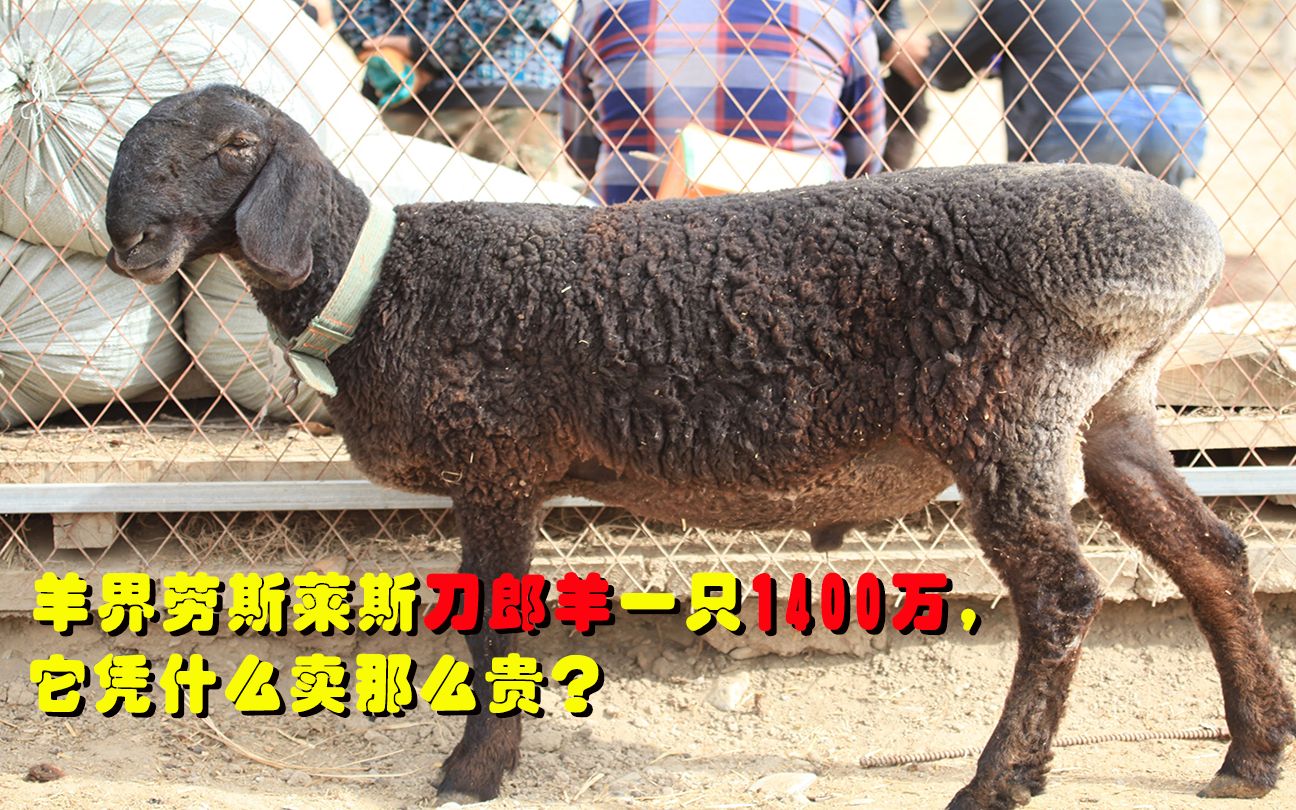 刀郎羊养殖图片