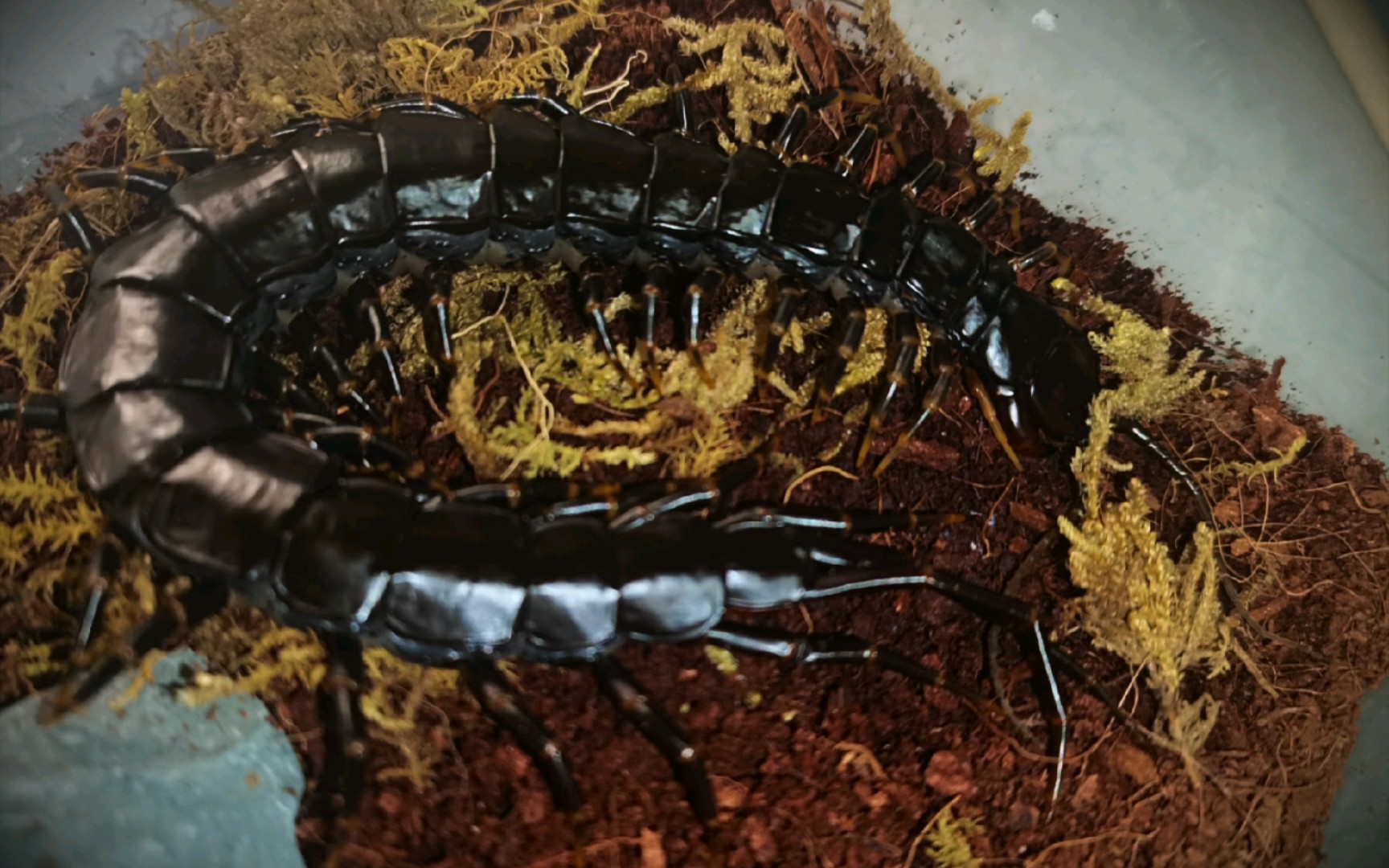 海南间脚蜈蚣饲养指南图片