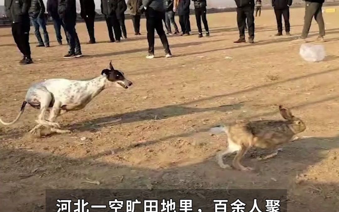 [图]暗访河北河间"狗撵兔"赌局 每场下注上万元 庄家抽成20％